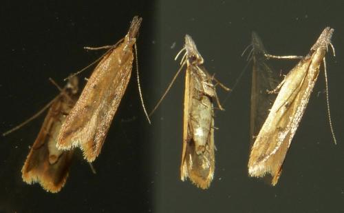 Dichomeris limosella